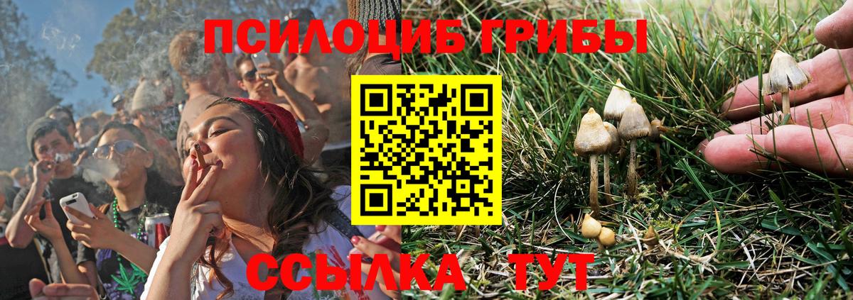 Мурино  Псилоцибиновые грибы Psilocybe  Вход с VPN 